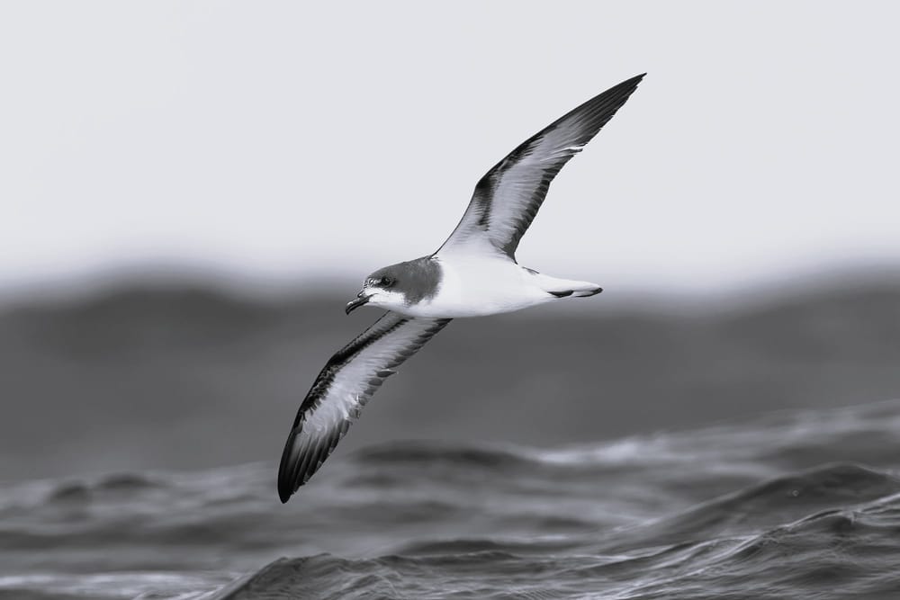Gould's petrel in flight over the sea