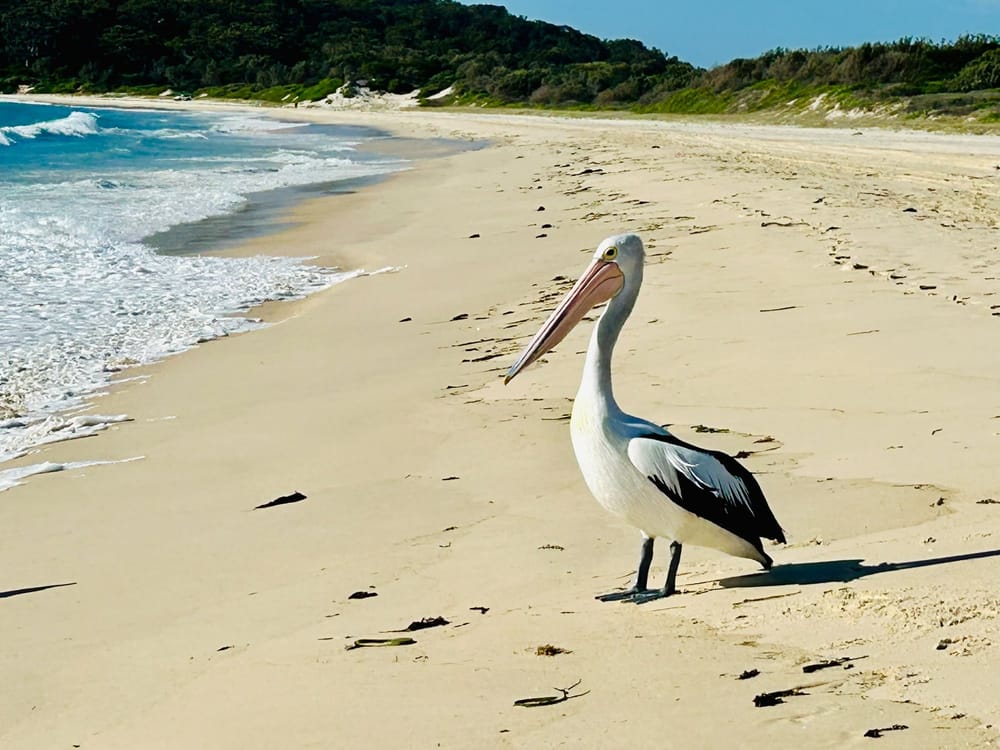 Australian pelican on Hawks Nest beach