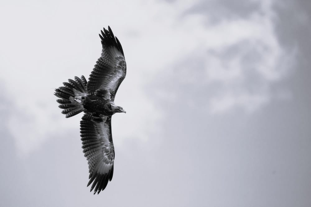 Wedge-tailed eagle in flight